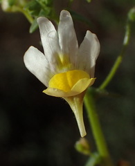 Nemesia ligulata