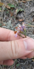 Galatella dahurica