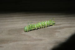 Syssphinx heiligbrodti