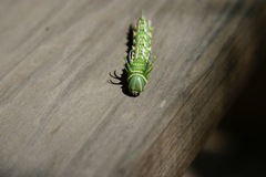 Syssphinx heiligbrodti