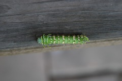 Syssphinx heiligbrodti