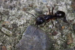 Camponotus kiusiuensis
