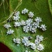 Crown Whitefly - Photo (c) dlbowls, some rights reserved (CC BY-NC), uploaded by dlbowls