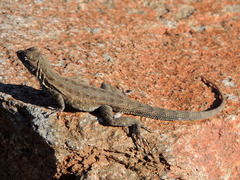 Uta stansburiana