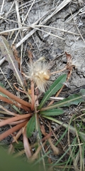 Taraxacum bessarabicum
