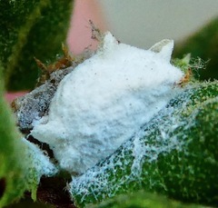 Fulgoraecia exigua