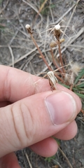 Taraxacum bessarabicum