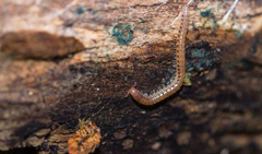 Proteroiulus fuscus