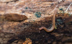 Proteroiulus fuscus