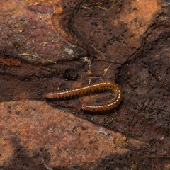 Proteroiulus fuscus
