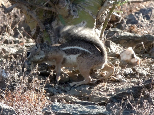Harris' Antelope Squirrel