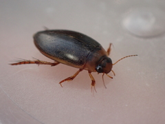 Rhantus exsoletus