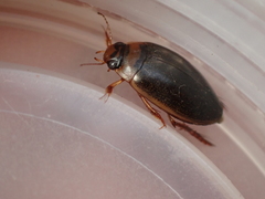 Rhantus exsoletus