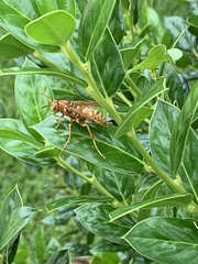 Polistes apachus