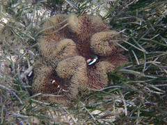 Stichodactyla gigantea