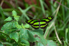 Philaethria wernickei