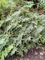 Phlebodium araneosum