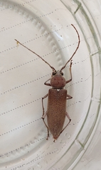 Hesperophanes sericeus