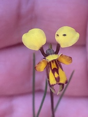 Diuris laxiflora