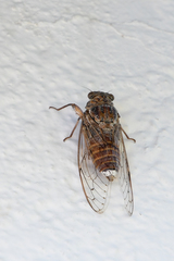 Cicada cretensis