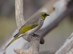 Yellow-Plumed Honeyeater photo 3