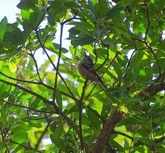 Aegithalos caudatus siculus