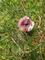 Russula pseudolepida