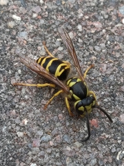 Vespula maculifrons