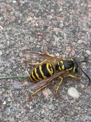 Vespula maculifrons