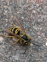 Vespula maculifrons
