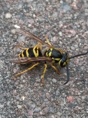 Vespula maculifrons