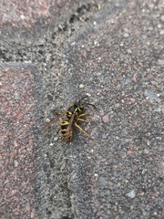 Vespula maculifrons