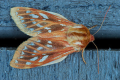 Lophocampa roseata