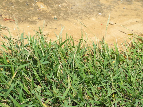 Digitaria henryi