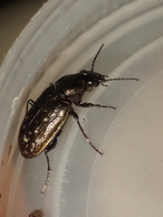 Blethisa multipunctata