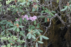 Rhododendron oreodoxa