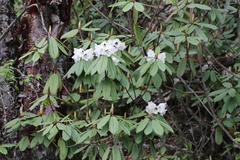 Rhododendron pachytrichum