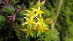 Sedum morrisonense