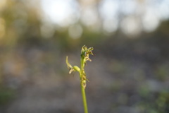 Prasophyllum gracile