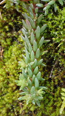 Sedum morrisonense