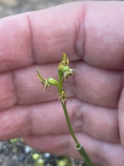 Prasophyllum gracile
