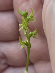 Prasophyllum gracile