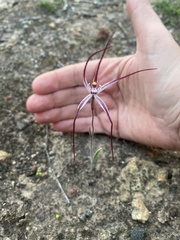 Caladenia chapmanii