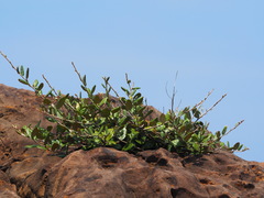 Elaeagnus formosana