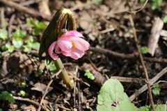 Podophyllum hexandrum