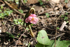 Podophyllum hexandrum