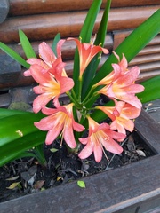Clivia miniata miniata
