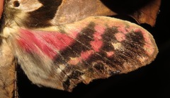 Adhemarius gannascus
