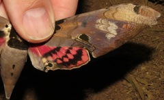 Adhemarius gannascus