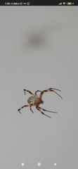 Neoscona